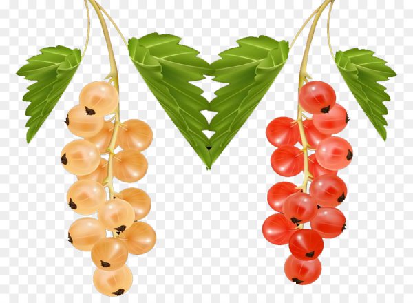 Белая смородина на прозрачном фоне