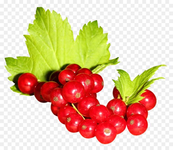 Красная смородина на прозрачном фоне