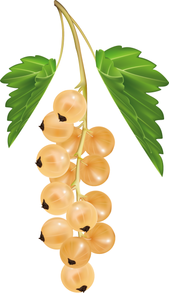 Красная и белая смородина