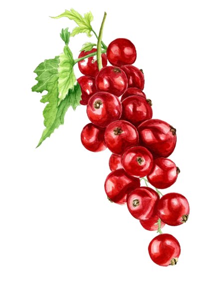 Смородина акварель