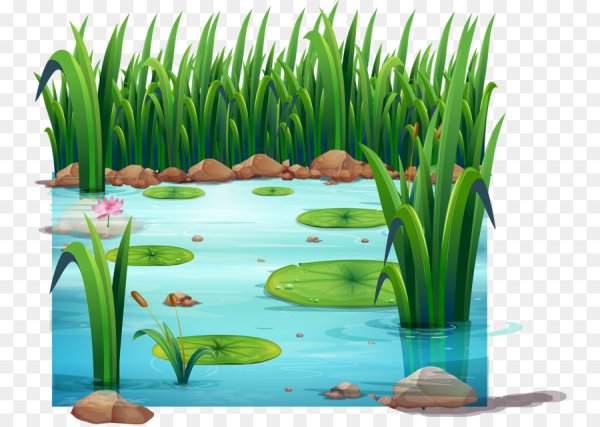 Нарисовать пруд