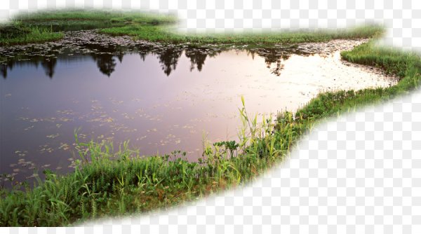 Пруд на белом фоне