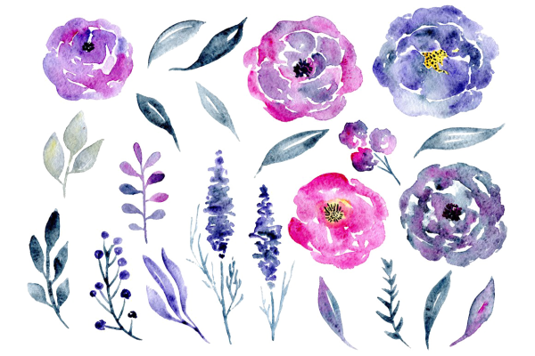 Сиреневая гортензия акварель