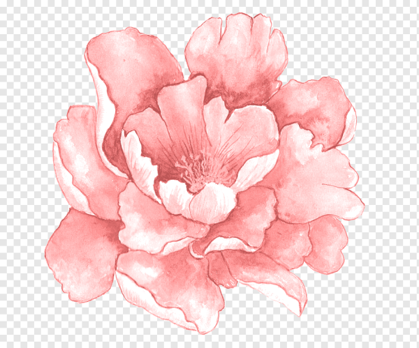 Акварельные цветы на прозрачном фоне