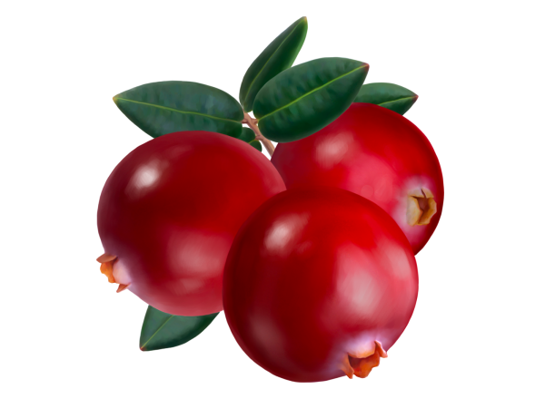 Клюква на ветке