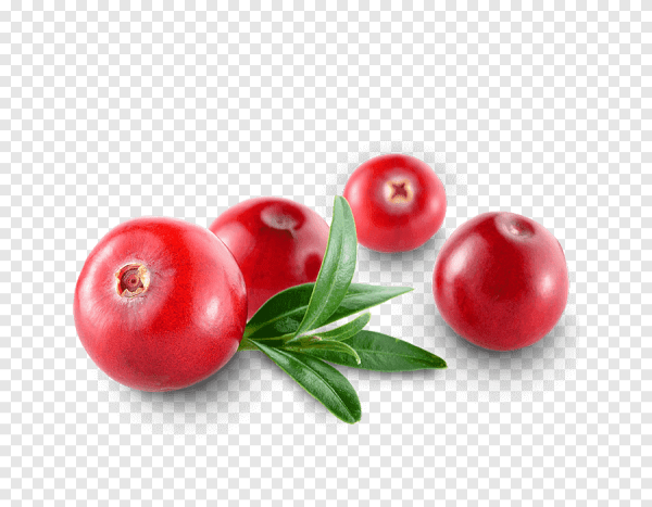 Брусника на белом фоне