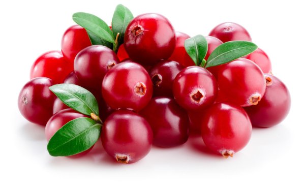 Клюква и брусника отличия внешние