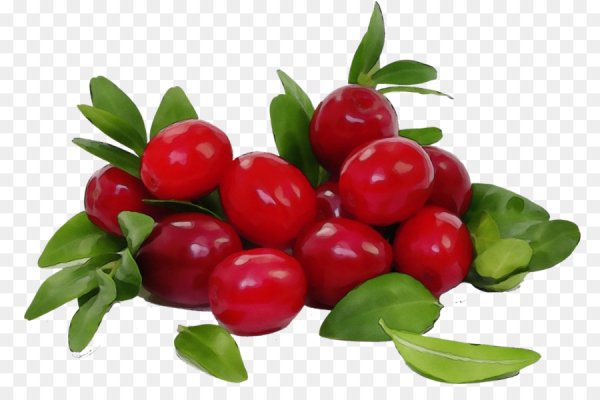 Брусника на белом фоне