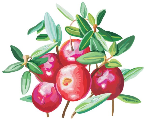 Клюква иллюстрация