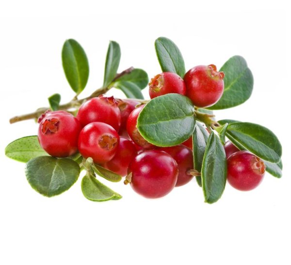 Cranberries ягода