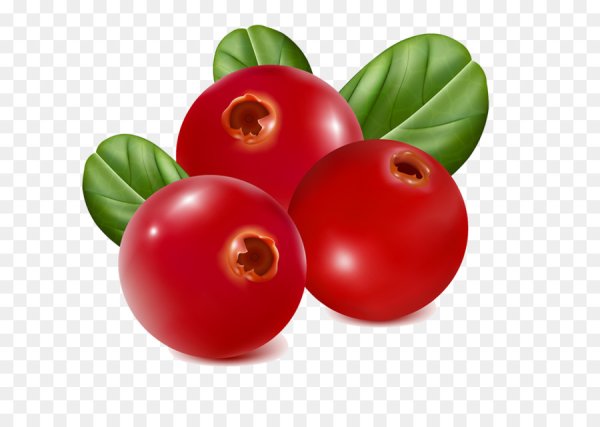 Клюква иллюстрация