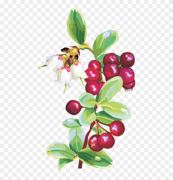 Брусничка рисунок