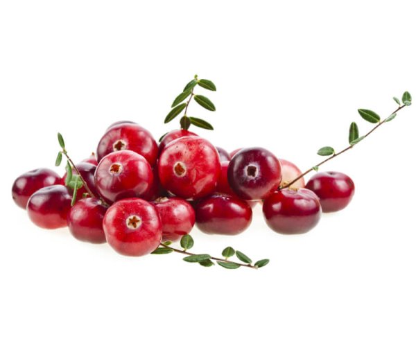 Клюква на ветке