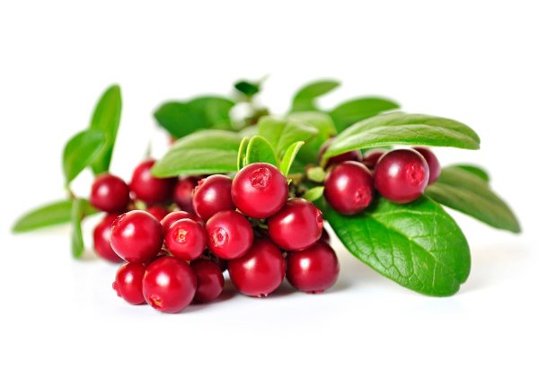 Брусника обыкновенная ГФ