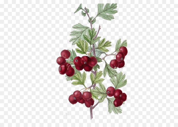 Клюква Ботаническая иллюстрация