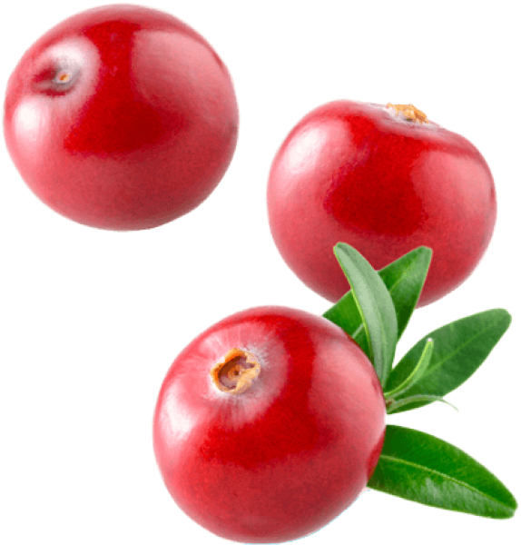 Клюква без фона