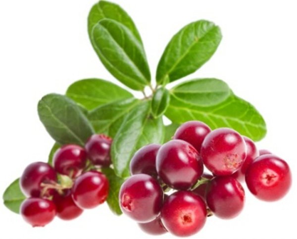 Листья клюквы