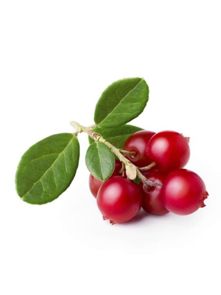 Брусника семена