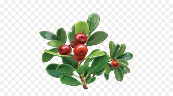 Ягоды брусники без фона