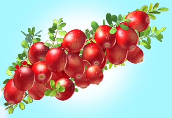 Клюква на ветке