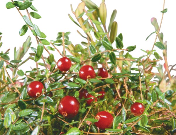 Брусника обыкновенная ботаника