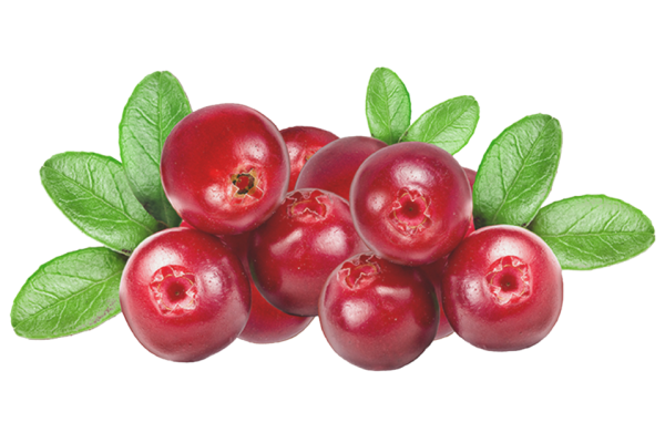 Клюква для дошкольников