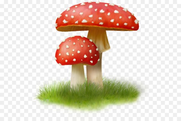 Мухомор на белом фоне