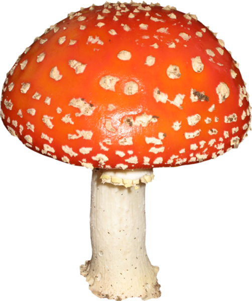 Белый гриб и мухомор на белом фоне