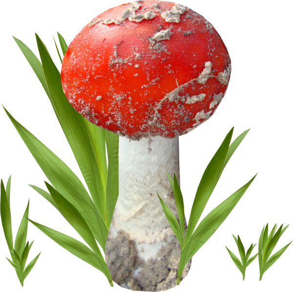 Мухомор на прозрачном фоне