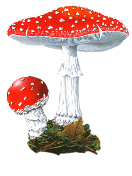 Мухомор красный класс