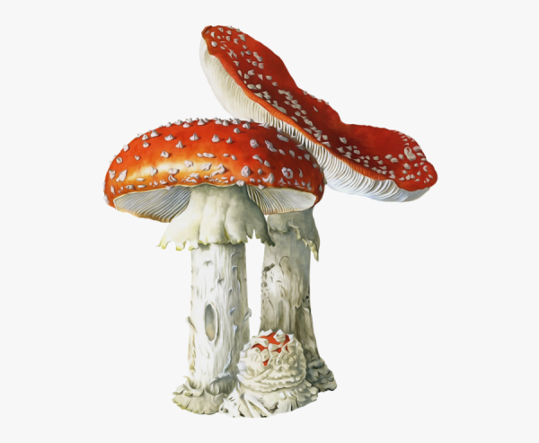 Ядовитые грибы на белом фоне