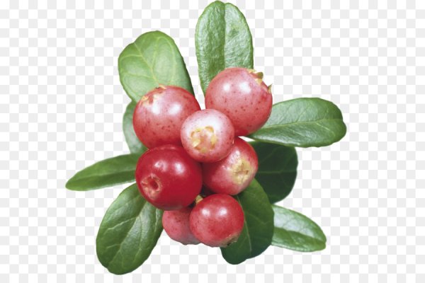 Брусника на белом фоне