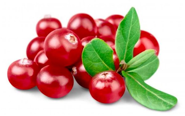 Брусника isolated