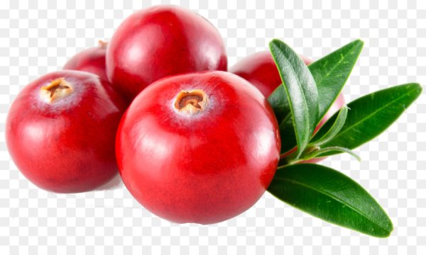 Брусника на белом фоне