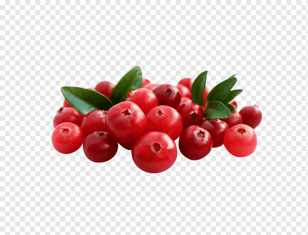 Брусника на белом фоне