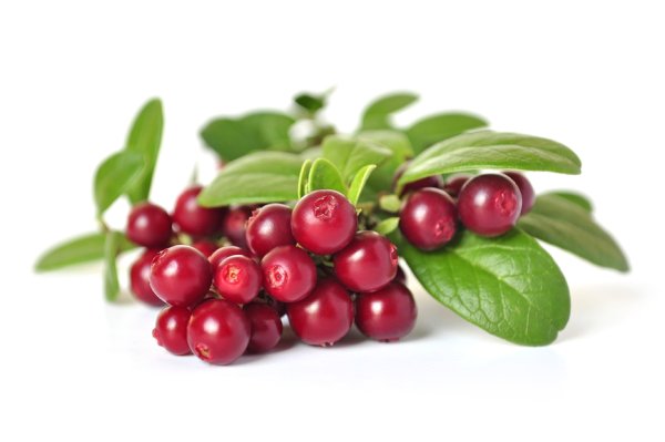 Брусника ЛРС