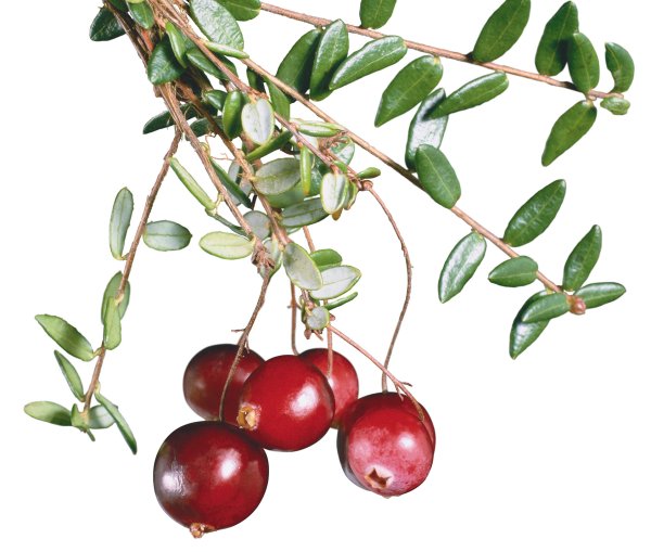 Клюква на ветке