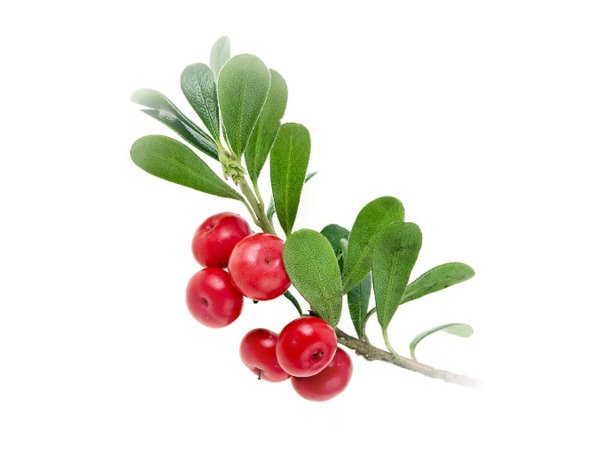 Толокнянка Медвежьи ушки