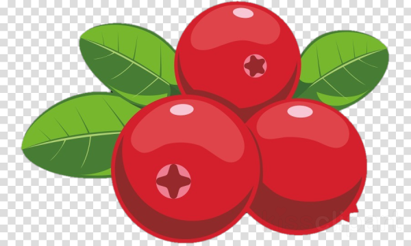 Клюква ягода вектор