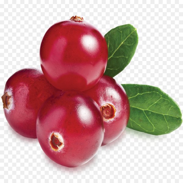 Клюква на ветке