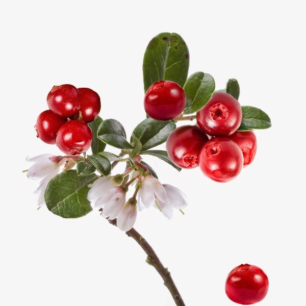 Клюква на ветке