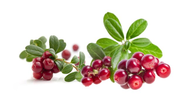 Брусника на белом фоне