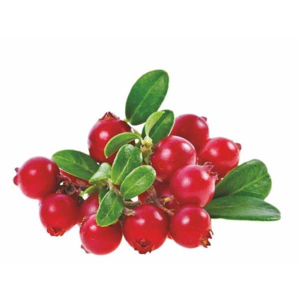 Ягоды клюквы без фона