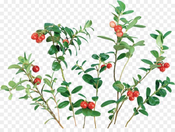 Брусника обыкновенная Ботанический рисунок