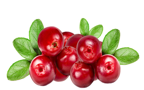 Клюква без фона