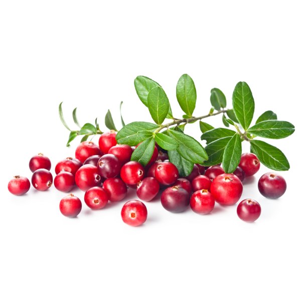 Кустарник клюква Болотная