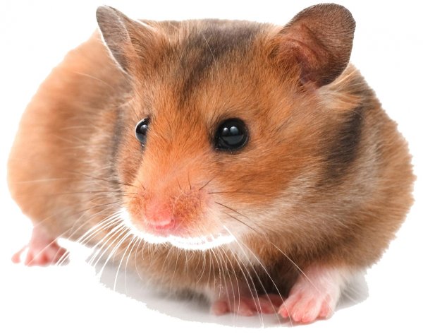 Хомяк без фона