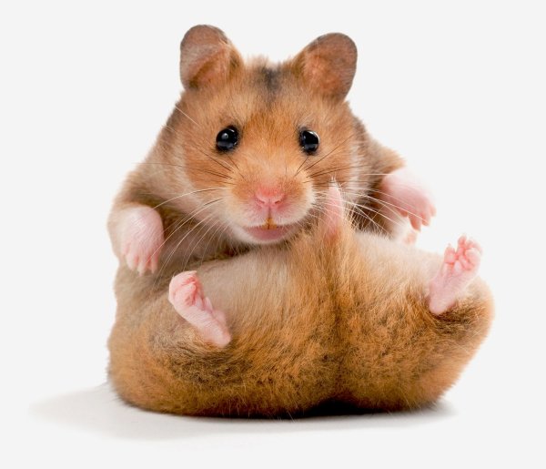 Хомяк на прозрачном фоне