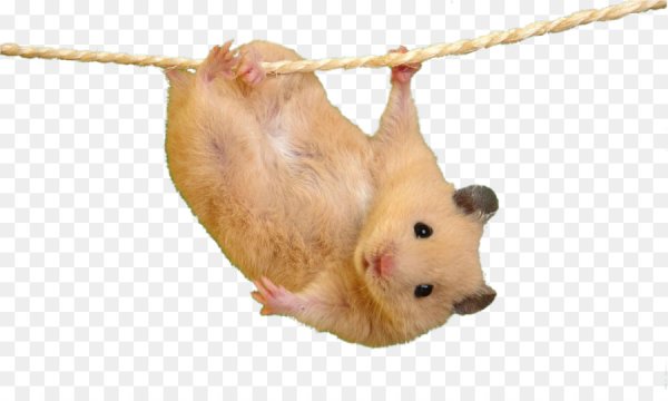 Хомяк на белом фоне