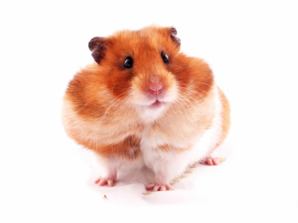 Хомячки мультяшные